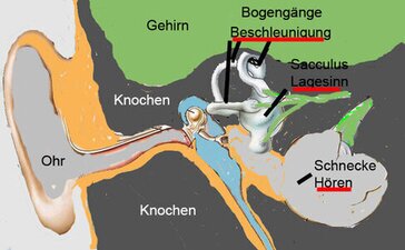 Lage und Beschleunigungssinn