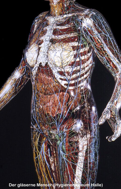 Modell Mensch Hygiene Museum 