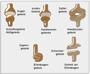 Gelenke des Menschen