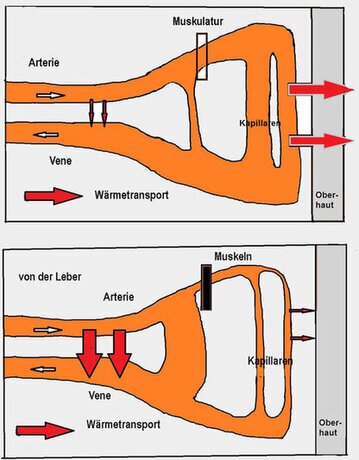 Hautdurchblutung Schema