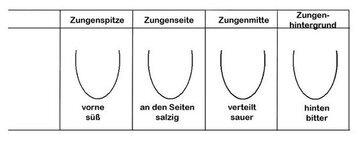 Zunge Schmeckbereiche