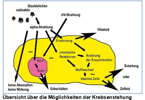 Schema der Krebsenstehung