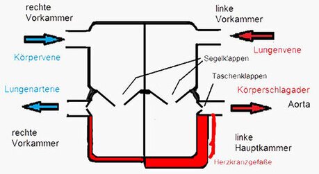 Herz arbeit im Modell