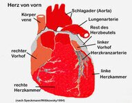 herz ansicht von vorn