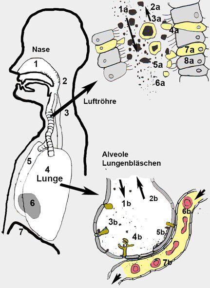 Atmung Lungenfunktion