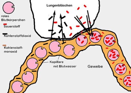 Lungenbläschen und Alveolen