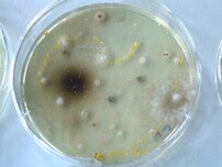 Petrischale mit Haushaltskeimen