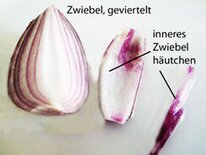 oberste zellschicht zwiebelhäutchen