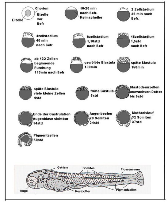 Fischentwicklung Schemata