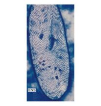 Zilien Pantoffeltierchen negFärbung