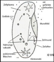 Zeichnung Pantoffeltierchen