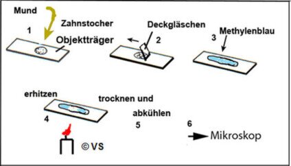 Präparat Mundschleimhaut