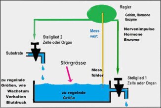 biologische Regelung