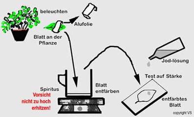 Synthese von Stärke in Blättern