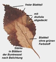 Stärkesynsthese Blatt