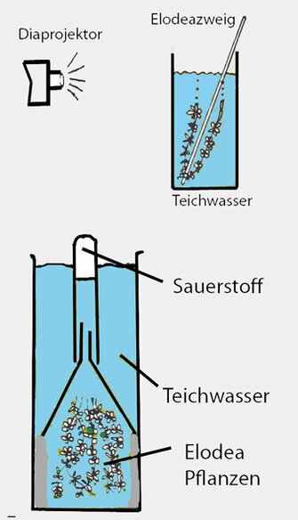 Photosynthese und Sauerstoffproduktion